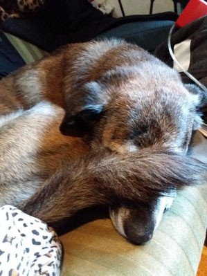 Hundeschule Farhrtenwechsel Hundepsychotherapie